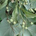 Tilia tomentosa 'Petiolaris' revers feuille